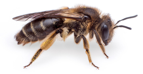 Andrena - BEE POLLINATORS OF OREGON