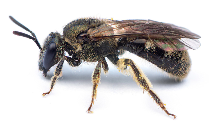 Apis mellifera - ODA Pollinator Guide - BEE POLLINATORS OF OREGON