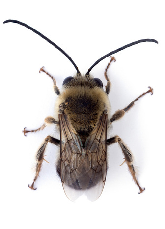 Melissodes - BEE POLLINATORS OF OREGON