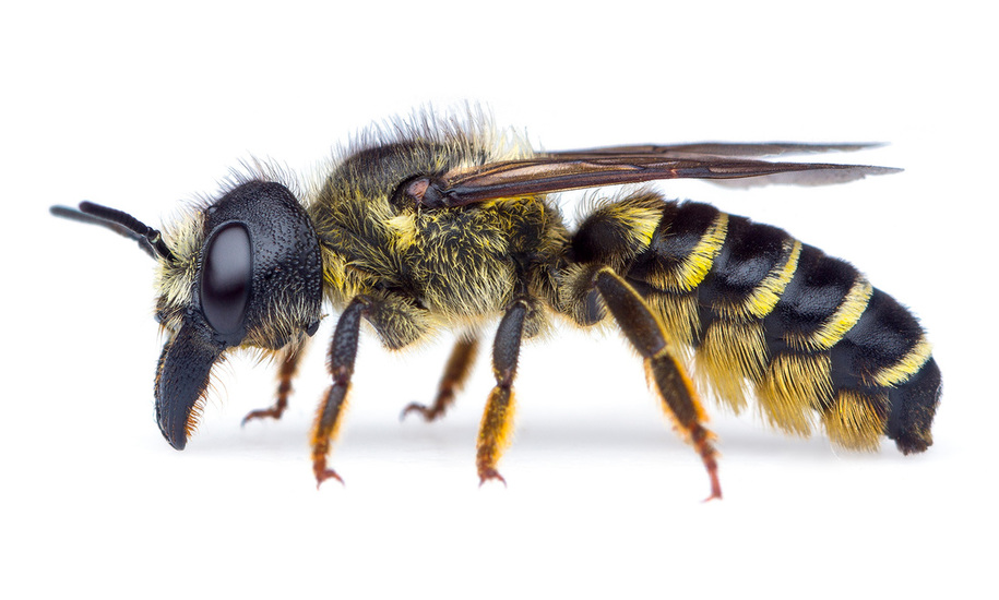 Megachile - BEE POLLINATORS OF OREGON